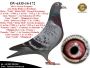PL-0287-24-5149/50    Mega połaczenie gołębi z hodowli Gerarda Koopmana