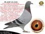 PL-0287-24-5149/50    Mega połaczenie gołębi z hodowli Gerarda Koopmana