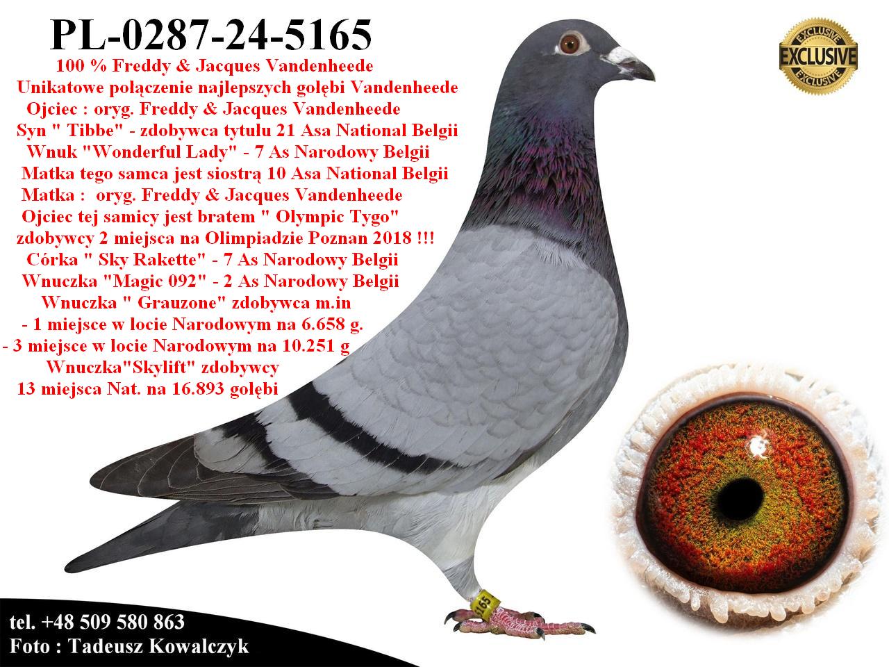 PL-0287-24-5165 Unikat - Mega połączenie gołębi z hodowli