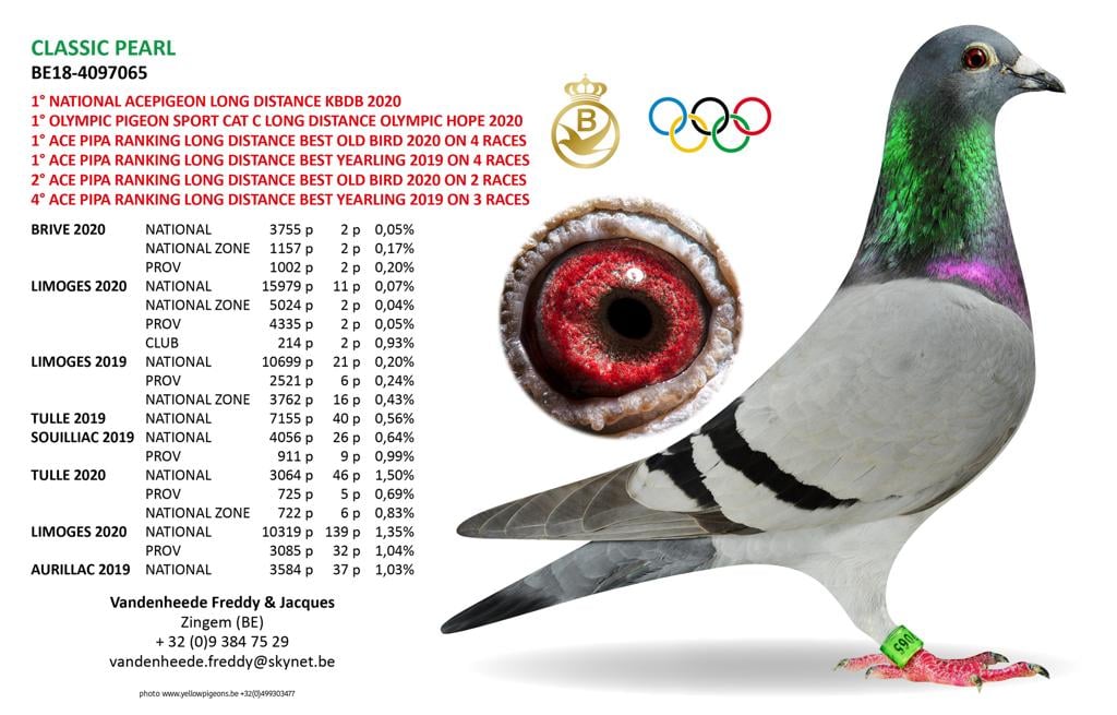 PL-0287-24-5165 Unikat - Mega połączenie gołębi z hodowli