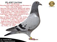 PL-0287-24-5166/35   Mega połączenie gołębi z hodowli Hooymans