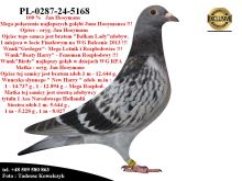 PL-0287-24-5168/5219   Mega połączenie gołębi Hooymans /PiPa Elite Center