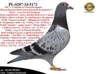 PL-0287-24-5172/91   Unikatowe połaczenie gołębi Koopman / PEC