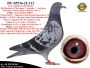PL-0287-24-5172/91   Unikatowe połaczenie gołębi Koopman / PEC