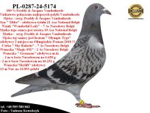 PL-0287-24-5174/75  Unikat - Mega połączenie gołębi z hodowli Vandenheede
