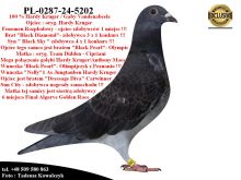 PL-0287-24-5202/03   Unikatowe połaczenie gołębi  Hardy Krugera