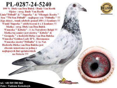 PL-0287-24-5240  Mega połączenie gołębi Dirk van Den Bulck / Rudy van Reeth