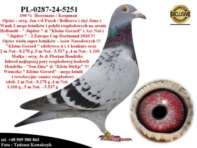 PL-0287-24-5251  Mega inbred 