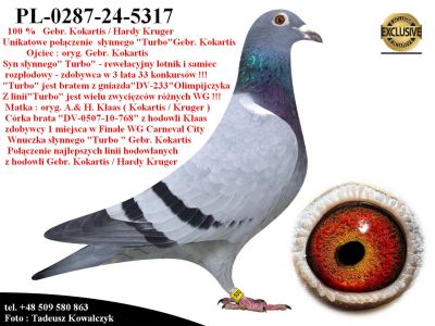 PL-0287-24-5317   Unikat - Mega połączenie gołębi Hardy Kruger / Gebr. Kokartis