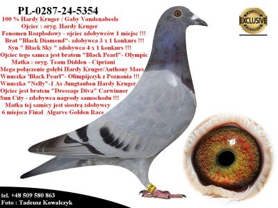 PL-0287-24-5354  Super linia hodowli Hardy Krugera