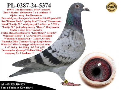 PL-0287-24-5374   Mega połączenie gołębi Jan Hooymans / Peter Veenstra