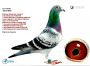 PL-0287-24-5374   Mega połączenie gołębi Jan Hooymans / Peter Veenstra