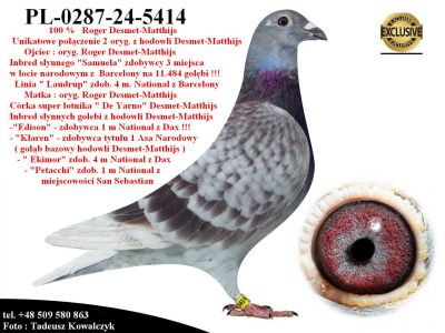PL-0287-24-5414   Unikat - Potomek 2 oryginalnych gołębi z hodowli Desmet-Matthijs