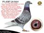 PL-0287-24-5414   Unikat - Potomek 2 oryginalnych gołębi z hodowli Desmet-Matthijs