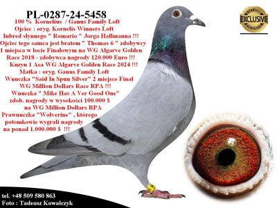 PL-0287-24-5458   Mega połączenie gołębi Kornelius / Ganus