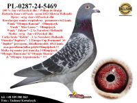 PL-0287-24-5469   Połączenie najlepszych linii hodowlanych gołębnika Jana v/d Pascha