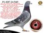 PL-0287-24-5469   Połączenie najlepszych linii hodowlanych gołębnika Jana v/d Pascha