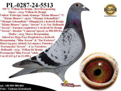 PL-0287-24-5513  Mega połączenie gołębi Willem de Bruijn