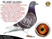 PL-0287-24-5524   Unikat - Potomek 2 oryginalnych gołębi z hodowli Desmet-Matthijs