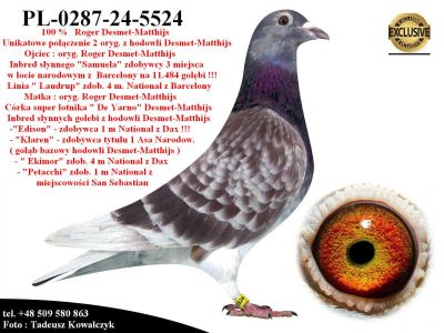 PL-0287-24-5524   Unikat - Potomek 2 oryginalnych gołębi z hodowli Desmet-Matthijs