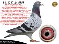 PL-0287-24-5555  Potomek kilku Olimpijczyków z hodowli Jana v/d Pascha
