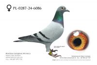 PL-0287-24-6086: Andrzej Jabkowski, m in 7m z FINAŁU