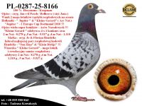 PL-0287-25-8166    Rewelacyjne połączenie gołębi z hodowli Jan v/d Pasch & Gerard Koopman
