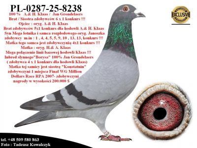 PL-0287-25-8238   Mega połączenie linii bazowej hodowli A.& H. Klaas