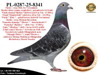 PL-0287-25-8341  Potomek najlepszych gołębi z hodowli Josa Vercammena