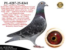 PL-0287-25-8341  Potomek najlepszych gołębi z hodowli Josa Vercammena