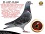 PL-0287-25-8341  Potomek najlepszych gołębi z hodowli Josa Vercammena