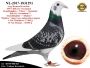PL-0287-25-8341  Potomek najlepszych gołębi z hodowli Josa Vercammena
