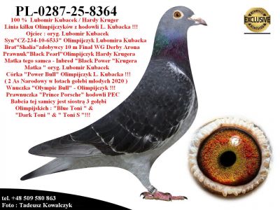 PL-0287-25-8364  Potomek Kilku Olimpijczyków z hodowli Lubomir Kubacek