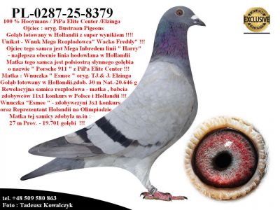 PL-0287-25-8379  Połączenie Wnuk