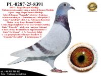 PL-0287-25-8391   Unikat - Potomek 2 oryginalnych gołębi Desmet-Matthijs