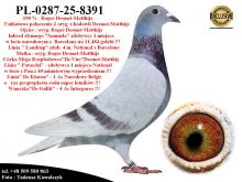 PL-0287-25-8391   Unikat - Potomek 2 oryginalnych gołębi Desmet-Matthijs