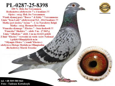 PL-0287-25-8398   Połączenie najlepszych lini hodowlanych gołębnika Josa Vercammena