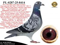 PL-0287-25-8414  Mega połączenie gołębi Barta Geerinckxa & PiPa Elite Center