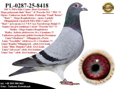 PL-0287-25-8418   Mega połączenie gołębi Bart Geerinckx & PiPa Elite Center
