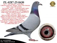 PL-0287-25-8430  Rewelacyjne połączenie gołębi  Gebr.Kokartis / A.& H. Klaas