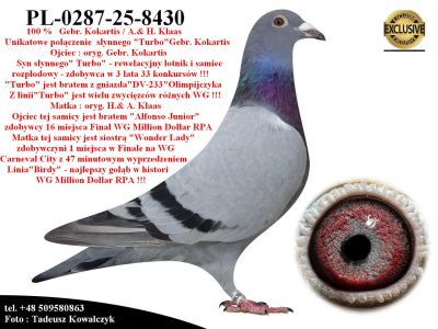 PL-0287-25-8430  Rewelacyjne połączenie gołębi  Gebr.Kokartis / A.& H. Klaas