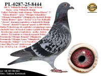 PL-0287-25-8444   Unikat - Potomek najlepszych gołębi  Willem de Bruin / Jan v/d Pasch