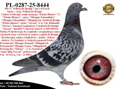 PL-0287-25-8444   Unikat - Potomek najlepszych gołębi  Willem de Bruin / Jan v/d Pasch