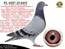 PL-0287-25-8452   Potomek 2 oryginalnych gołębi z hodowli  Gerarda Koopmana