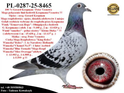 PL-0287-25-8465 Połączenie najlepszych gołebi z hodowli Gerard Koopman / Pieter Veenstra