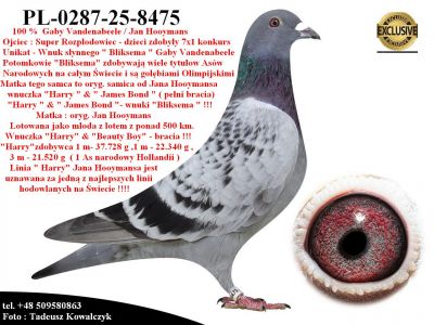 PL-0287-25-8475   Mega połączenie gołębi Gaby Vandenabeele / Jan Hooymans