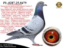 Pl-0287-25-8479   Unikat- Potomek 2 oryginalnych gołębi z hodowli Gerarda Koopmana
