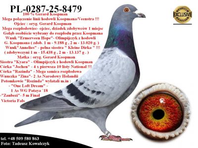 Pl-0287-25-8479   Unikat- Potomek 2 oryginalnych gołębi z hodowli Gerarda Koopmana