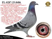 PL-0287-25-8486  Unikatowe połaczenie gołębi z hodowli Gerad Koopman & Peter Veenstra