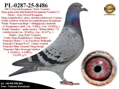 PL-0287-25-8486  Unikatowe połaczenie gołębi z hodowli Gerad Koopman & Peter Veenstra